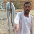 Nileoo85 40 سنة